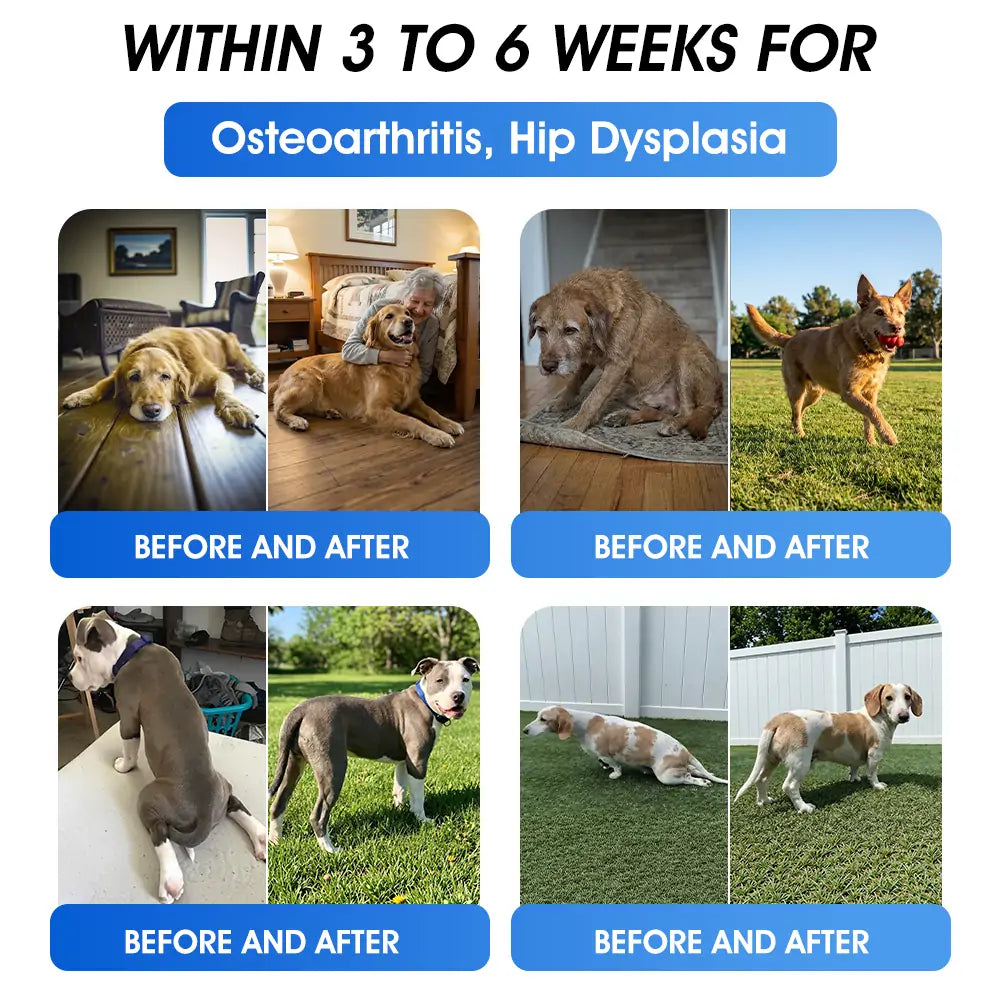 Offizieller DE-Store 🐶🐱Yovot® BPC-157 Advanced Joint & Total Body Health Oral Liquid – (Für Hunde, Katzen und Säugetiere. Eine Flasche täglich, Ergebnisse innerhalb von 7 Tagen)