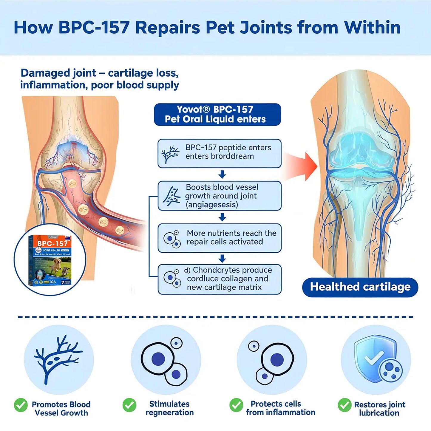 Offizieller DE-Store 🐶🐱Yovot® BPC-157 Advanced Joint & Total Body Health Oral Liquid – (Für Hunde, Katzen und Säugetiere. Eine Flasche täglich, Ergebnisse innerhalb von 7 Tagen)